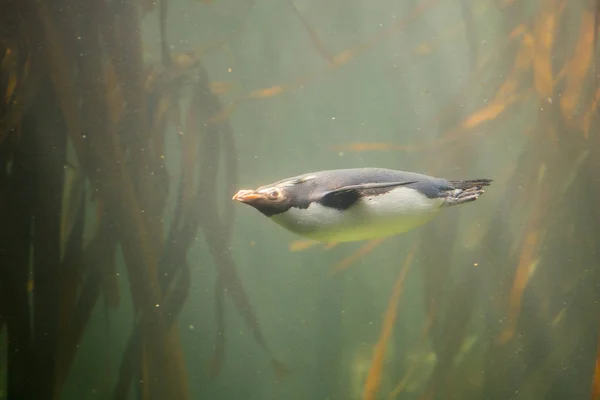 Rockhopper Pinguim natação — Fotografia de Stock