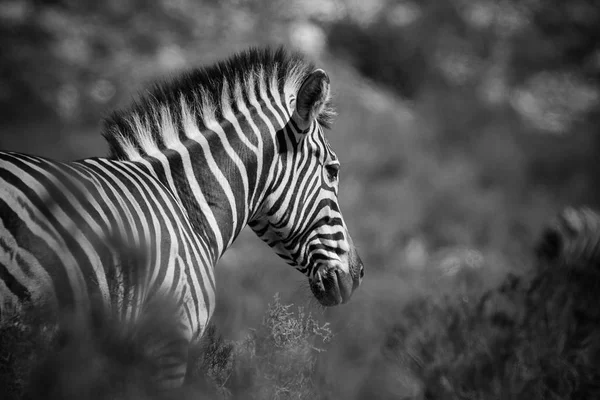 Nahaufnahme Bild von Zebra — Stockfoto