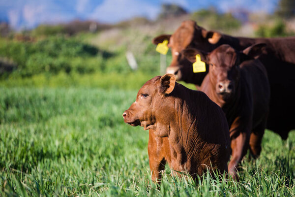 Коровы пасут траву
