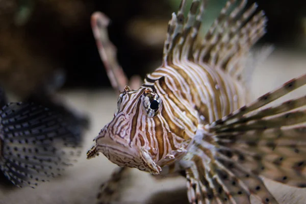 Lionfish swimming in ocean — Stock Photo, Image