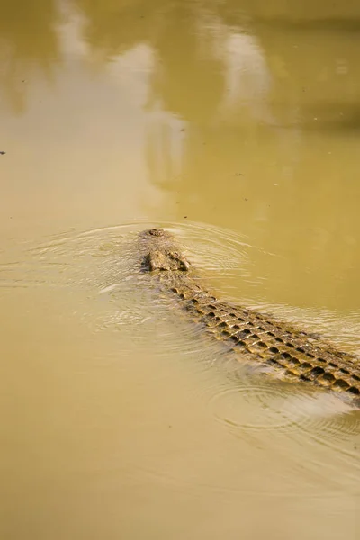 Κροκόδειλος σε ένα ποτάμι στην Αφρική — Φωτογραφία Αρχείου