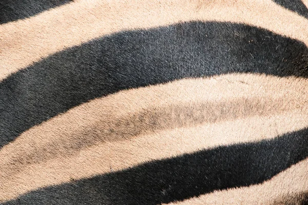 Hud och mönstret av en afrikansk Zebra — Stockfoto