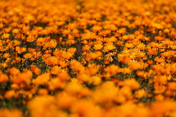 Close up image of a patch of wild flowers — Stock Photo, Image