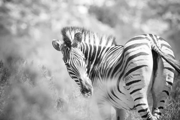 Imagem de perto de Zebra — Fotografia de Stock