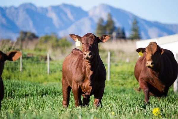 Gras grazende koeien — Stockfoto