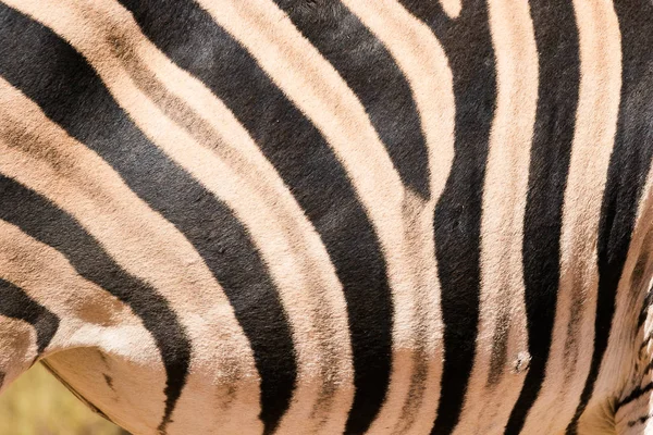 Hud och mönstret av en afrikansk Zebra — Stockfoto