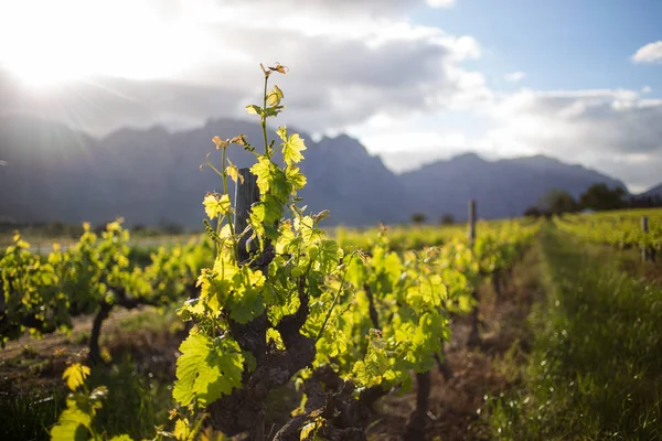 Mountains in the western cape of South Africa — Stock Photo, Image