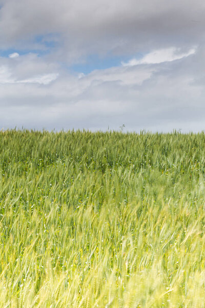 wheat growing on farmland 