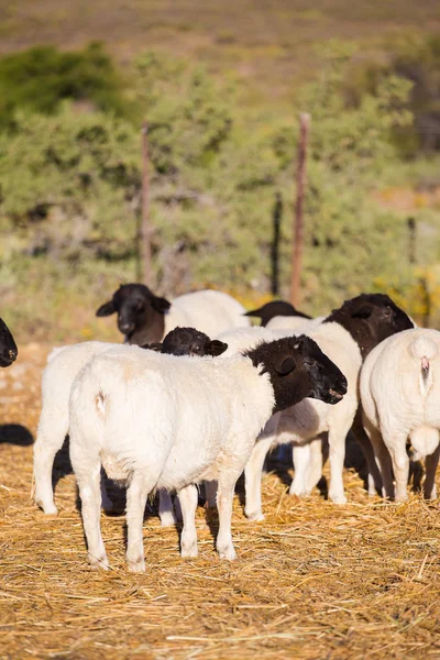 DORPER owce barany — Zdjęcie stockowe