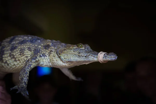 Test a nílusi krokodil — Stock Fotó