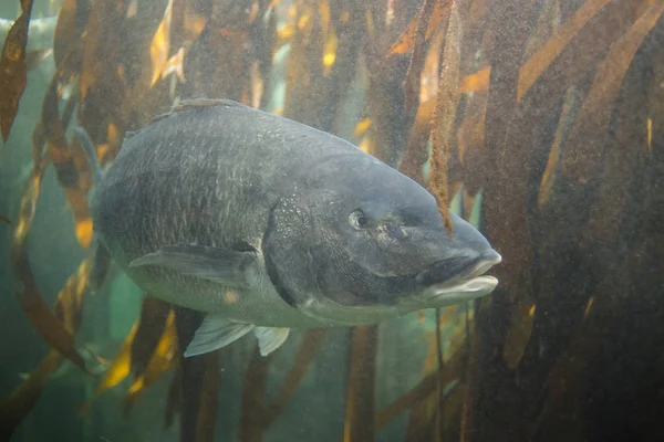 Primer plano de peces en el acuario — Foto de Stock