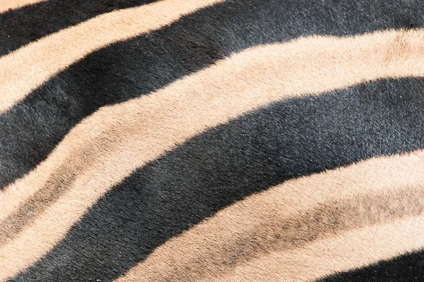Hud och mönstret av en afrikansk Zebra — Stockfoto