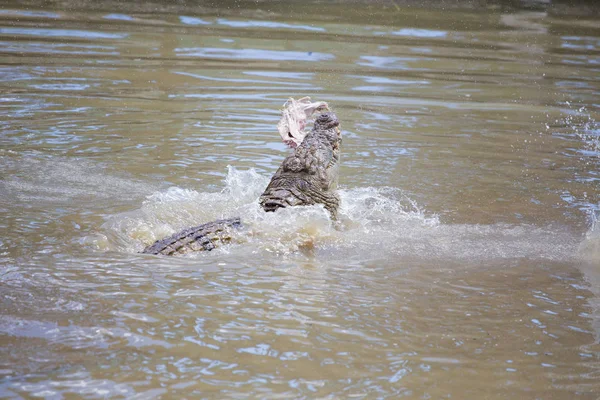 Крокодил в річці в Африці — стокове фото