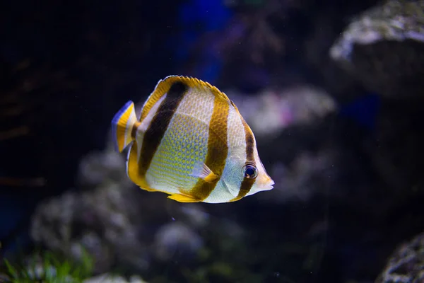 Primer plano de peces en el acuario — Foto de Stock