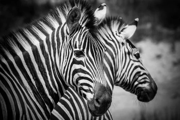 Närbild bild av en grupp zebror — Stockfoto