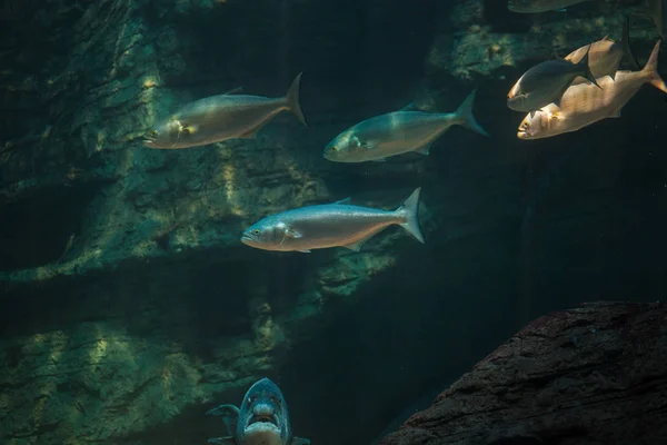 Blaufischschneider schwimmt in der Nähe von Felsvorsprung — Stockfoto