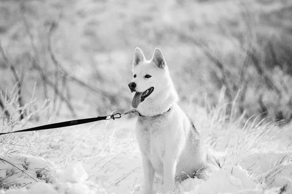 Husky siberiano con correa —  Fotos de Stock