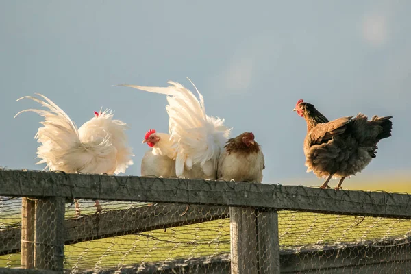 Image of a chicken on a farm — Stock Photo, Image