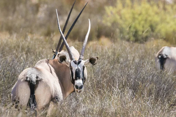 Bir Springboks portresi kapatın — Stok fotoğraf