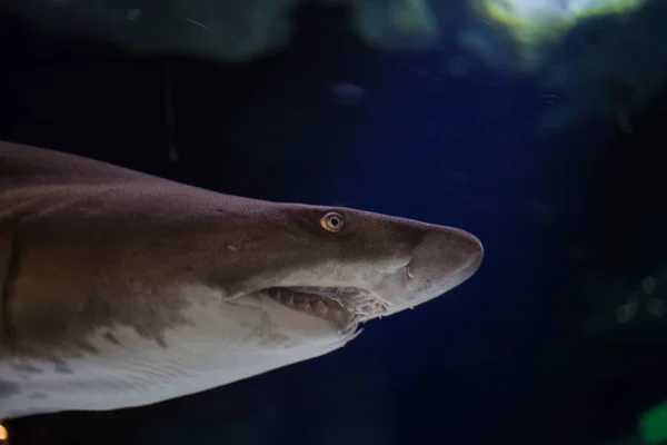 Tiburón de dientes harapiento — Foto de Stock
