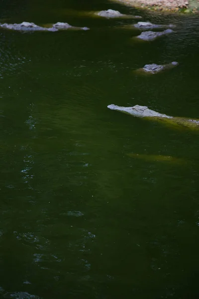 Heads of Nile crocodiles — Stock Photo, Image