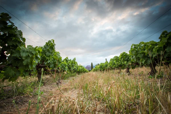 Groene struiken op wineyard — Stockfoto