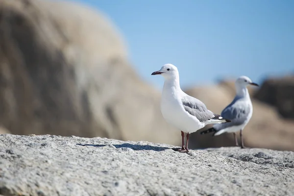 Seagulls sitting on rock — Stock Photo, Image