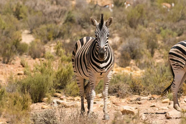 Крупный план группы зебр — стоковое фото