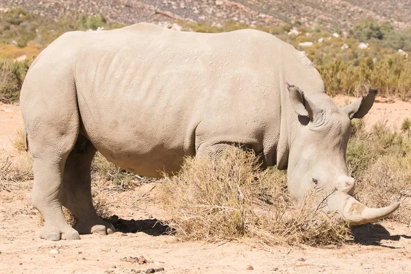 Genç Beyaz rhino — Stok fotoğraf