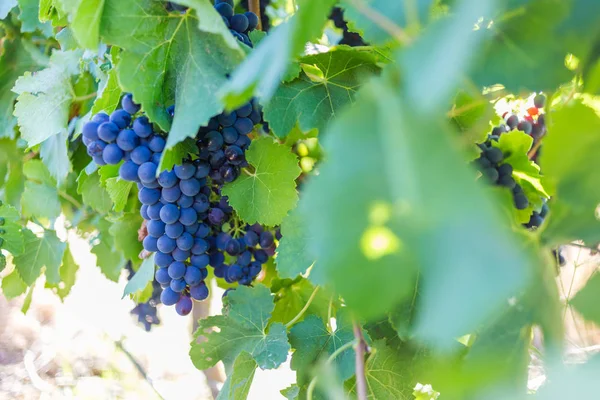 Uvas azules maduras — Foto de Stock