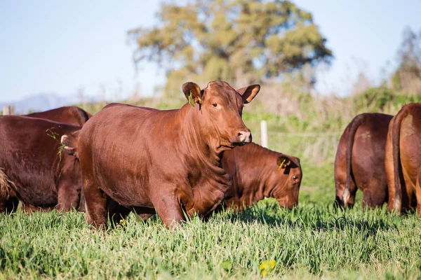 Vaches pâturant l'herbe — Photo