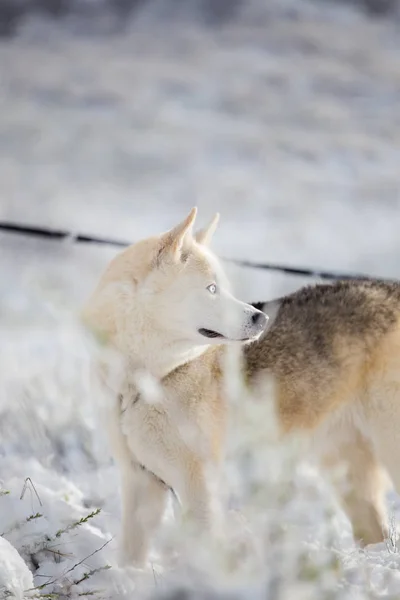 Husky siberiano con correa —  Fotos de Stock