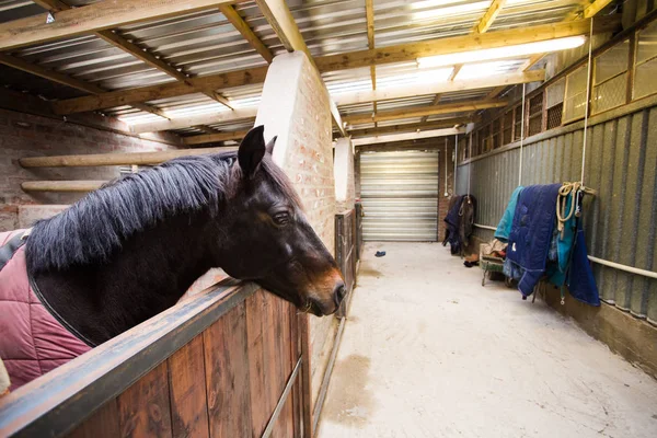 Vista de gran angular de un caballo — Foto de Stock