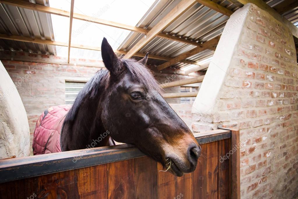 Wide angle view of a horse