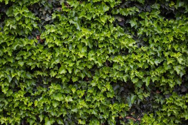 Beyaz bir dış duvar karşı büyüyen Ivy