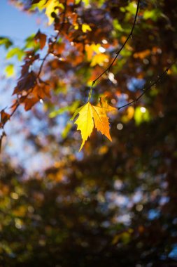 Akçaağaç yaprakları dallar
