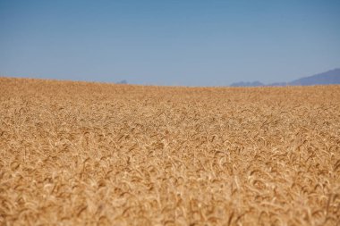wheat field in the Swartland clipart