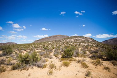 Yeşil çalılar ile çayır
