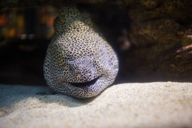 Müren balığı onun mağarada döşeme petek 