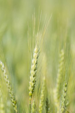 Genç yeşil buğday 