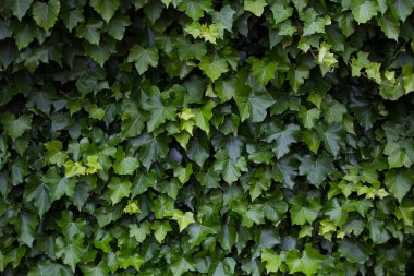 Beyaz bir dış duvar karşı büyüyen Ivy