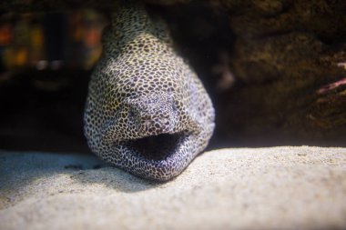 Müren balığı onun mağarada döşeme petek 