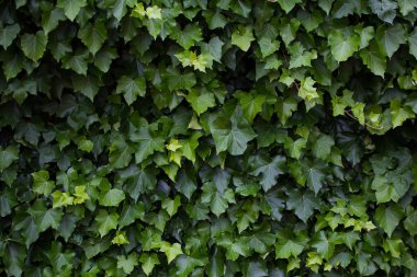 ivy growing against a white exterior wall clipart