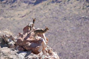 kadın Impala hayvanlar