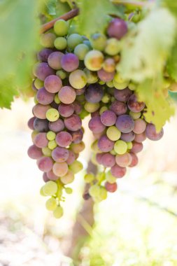 üzüm asma üzerinde asılı 