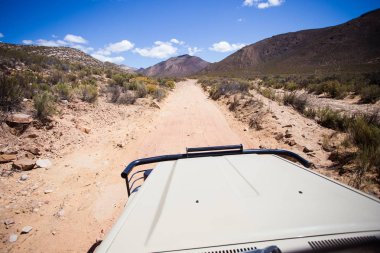 Yeşil çalılar ile çayır