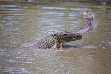 Crocodile  in a river in Africa clipart