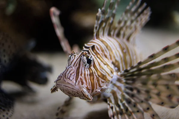 Pesci leone che nuotano nell'oceano — Foto Stock