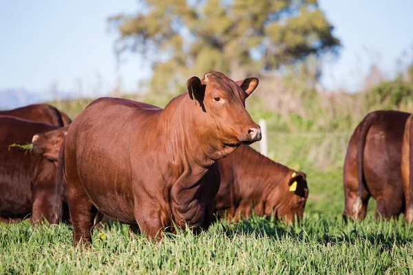 Vacas pastando hierba —  Fotos de Stock