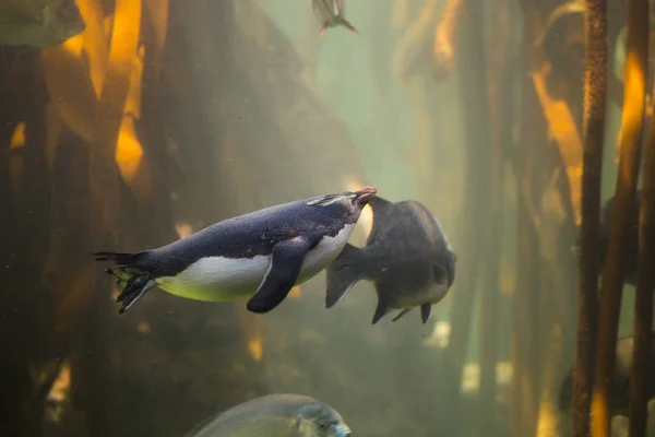 Rockhopper Pingouin nageant dans l'océan — Photo